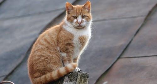 猫咪的胡须可以剪吗