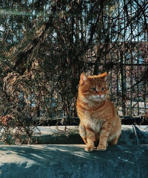 猫咪的胡须可以剪吗