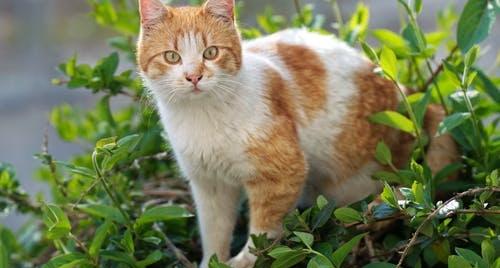 猫咪的胡须可以剪吗