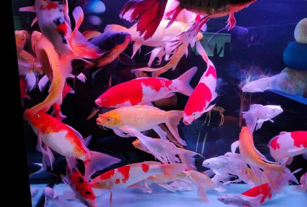 家里养锦鲤为什么要养一条黑色的