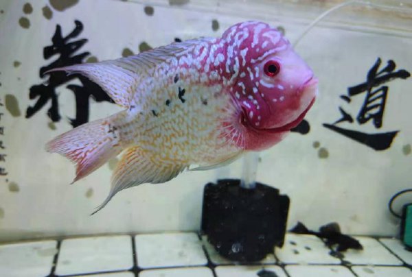 家里养锦鲤为什么要养一条黑色的