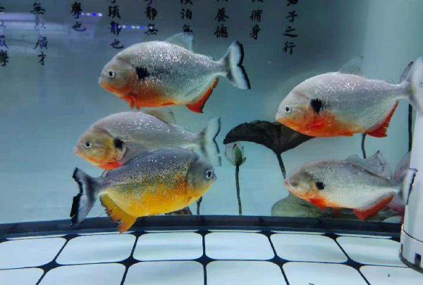 家里养锦鲤为什么要养一条黑色的