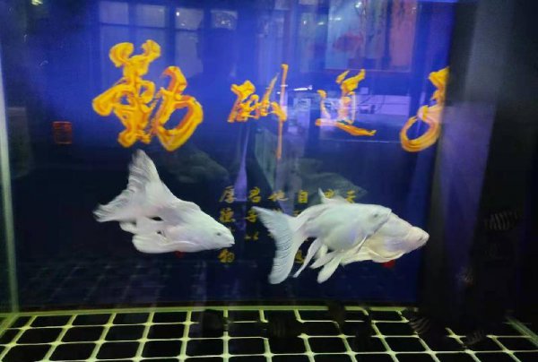 家里养锦鲤为什么要养一条黑色的