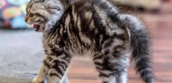 猫有六个特征尽量不要养