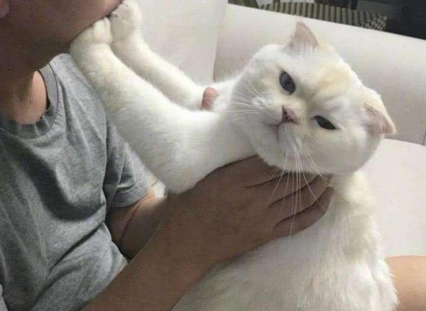 猫有六个特征尽量不要养