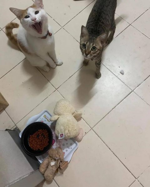 猫有六个特征尽量不要养