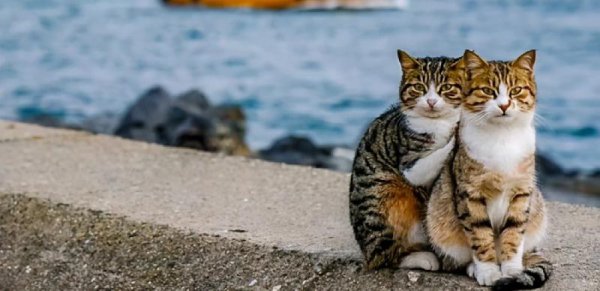 猫有六个特征尽量不要养