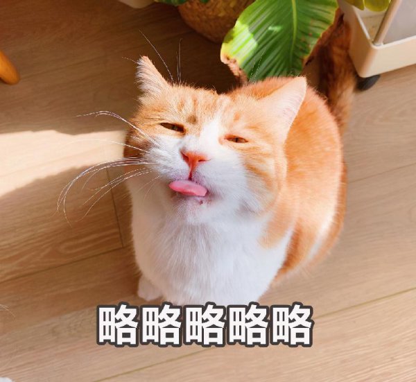 猫有六个特征尽量不要养