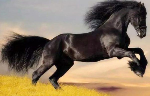 张骞出使西域的目的和意义