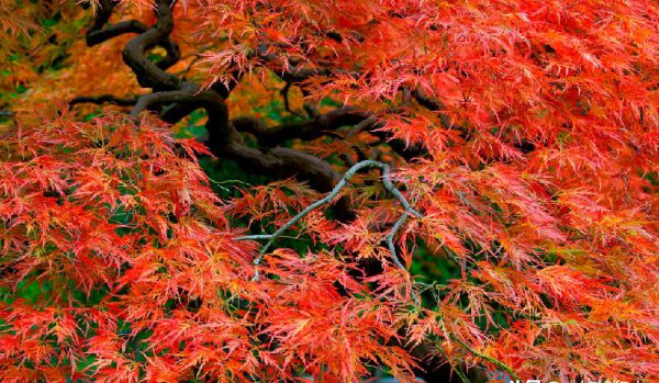 刘禹锡的代表作品有哪些及名句