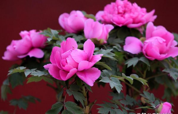 刘禹锡的代表作品有哪些及名句