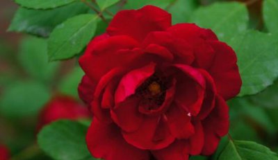 蔷薇花的花语是什么寓意 红色和黄色蔷薇象征的含义