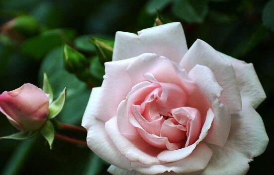 蔷薇花的花语是什么寓意