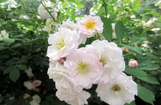 蔷薇花的花语是什么寓意