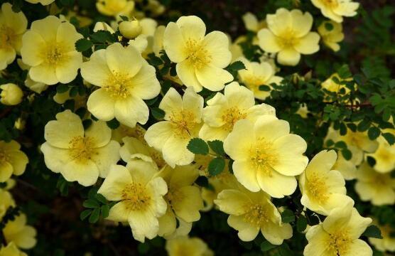 蔷薇花的花语是什么寓意