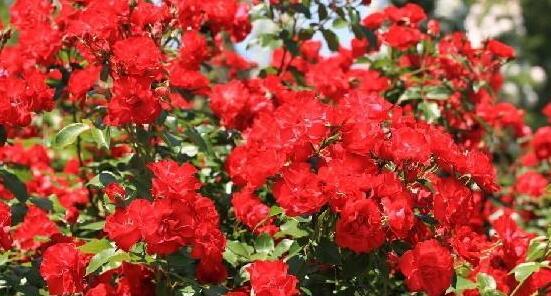 蔷薇花的花语是什么寓意