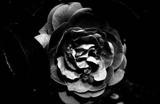 蔷薇花的花语是什么寓意