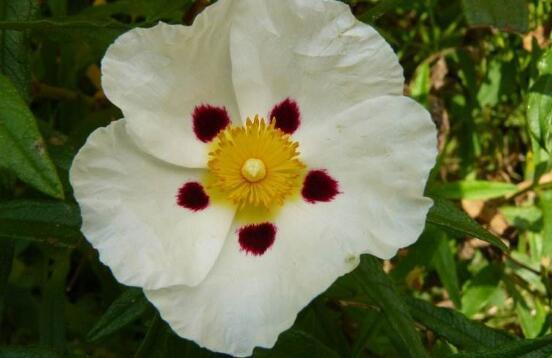 蔷薇花的花语是什么寓意