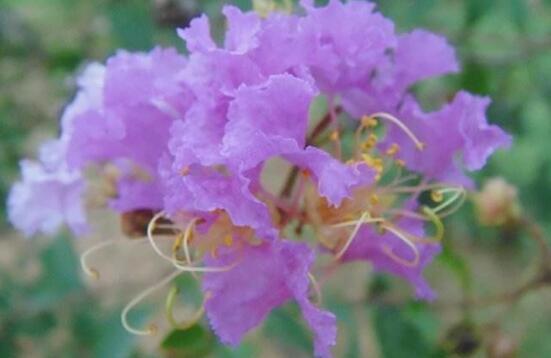 蔷薇花的花语是什么寓意