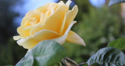 一个男生不回微信代表什么意思 男孩子不回意味着逃避吗