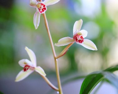 建兰五个必养品种 最值得养的浓香建兰品种