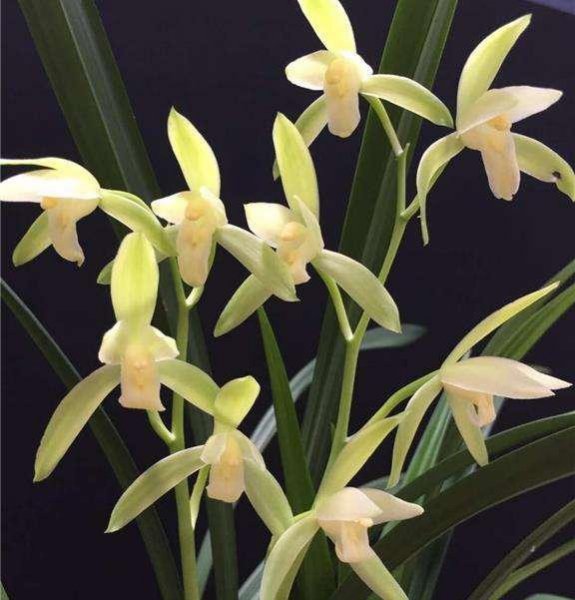 建兰五个必养品种