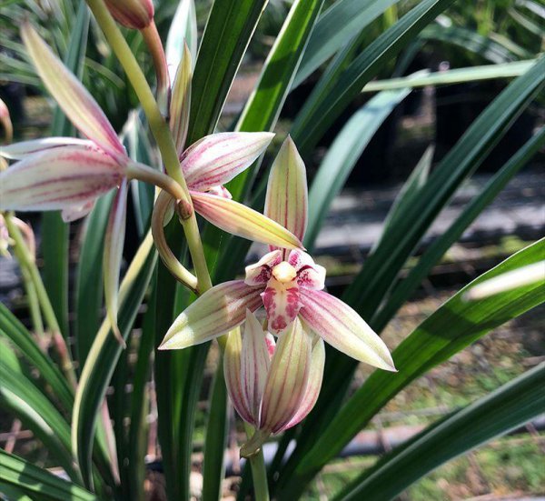 建兰五个必养品种