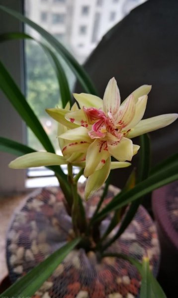 建兰五个必养品种