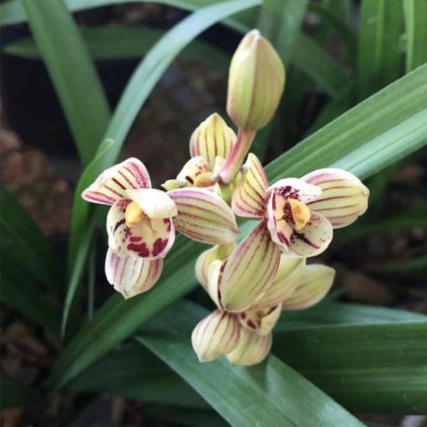 建兰五个必养品种