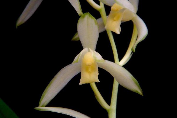 建兰五个必养品种