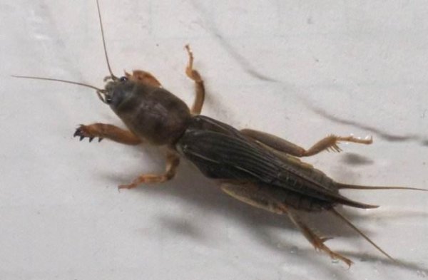 蝼蛄为什么不能踩死