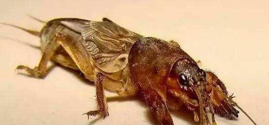 蝼蛄为什么不能踩死