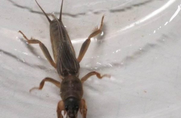 蝼蛄为什么不能踩死