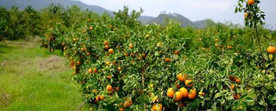 云南沃柑和广西沃柑哪个更甜更好吃 两者有什么区别