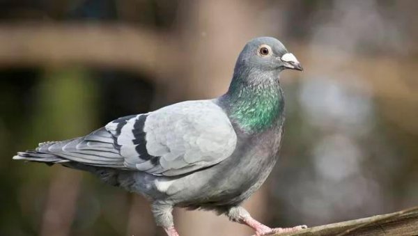 鸽子落入窗台吉利吗