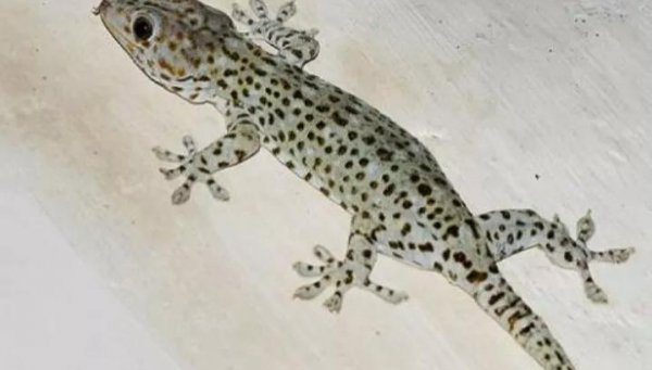 鸽子落入窗台吉利吗