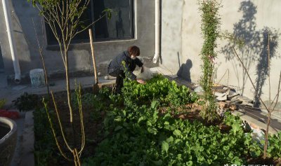 前不栽芍药后不栽牡丹什么意思 栽芍药牡丹风水忌讳