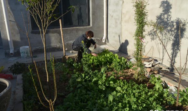 前不栽芍药后不栽牡丹什么意思