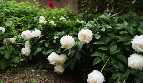 前不栽芍药后不栽牡丹什么意思