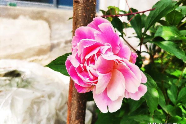 前不栽芍药后不栽牡丹什么意思