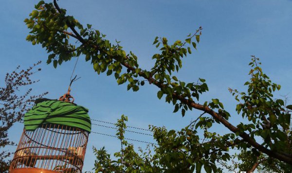 前不栽芍药后不栽牡丹什么意思