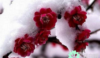 梅花寓意代表什么意思 梅花的特点和象征意义