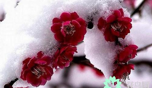 梅花寓意代表什么意思