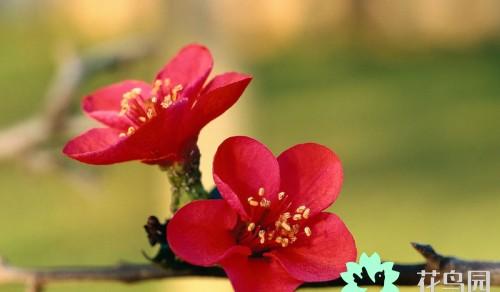 梅花寓意代表什么意思