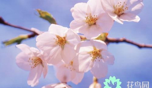 梅花寓意代表什么意思