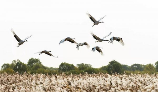 母亲河黄河为什么叫黄河