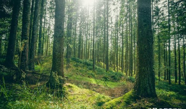 植树造林的好处有哪些
