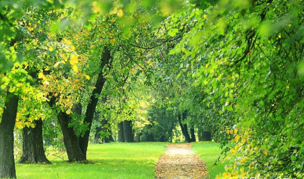 植树造林的好处有哪些
