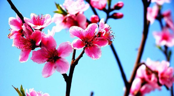 让摩羯座主动去追的4大星座