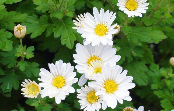 让摩羯座主动去追的4大星座